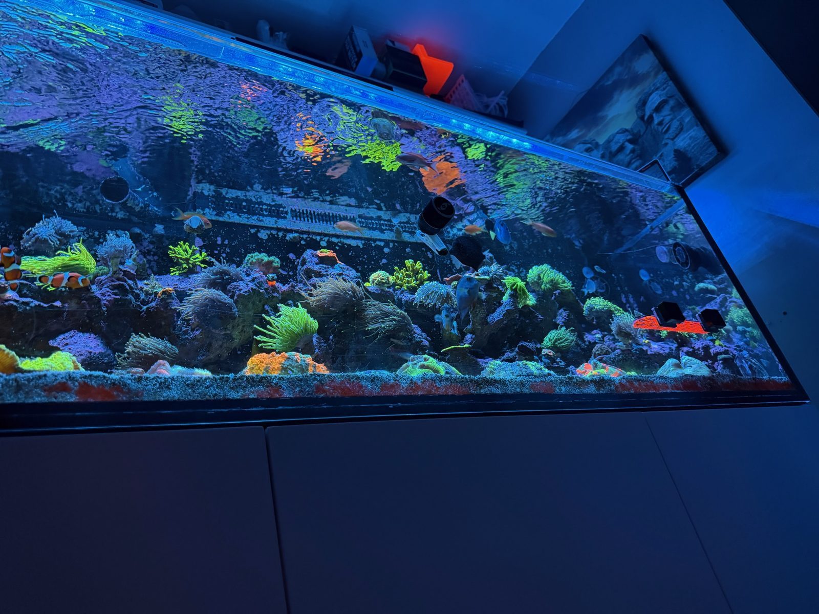 Recent reef work by Exotic Reefing